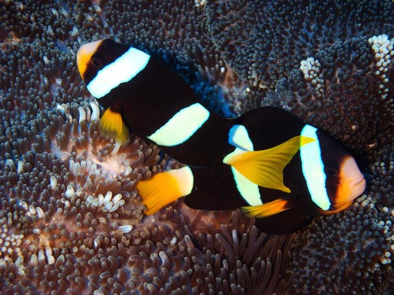 SIMILAN NOV 2008 .PHOTO LORAN (116).JPG